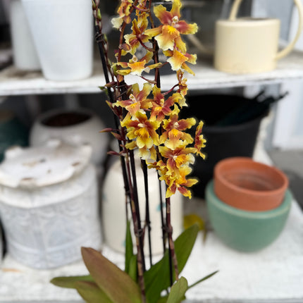 Dancing-Lady Orchid (Ons. Catatante ‘Orange Kiss’)