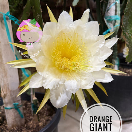 🍊 Orange Giant (Hylocereus hybrid)