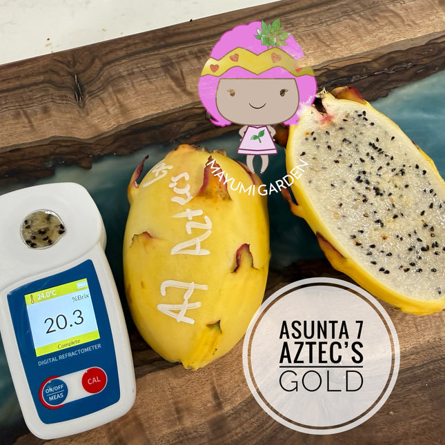 Asunta 7 Aztec Gold (Yellow Skin White Flesh) grafted plant