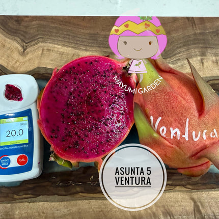 Asunta 5 Ventura