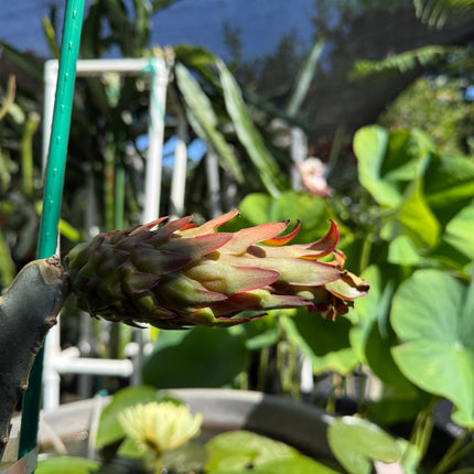 Red Ocamponis Dragon Fruit Cutting