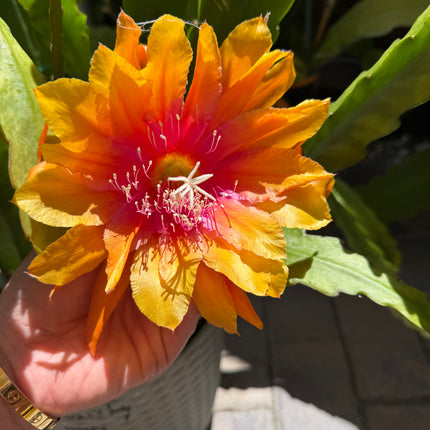 Clarity Happie Hippie rare Epiphyllum live cuttings