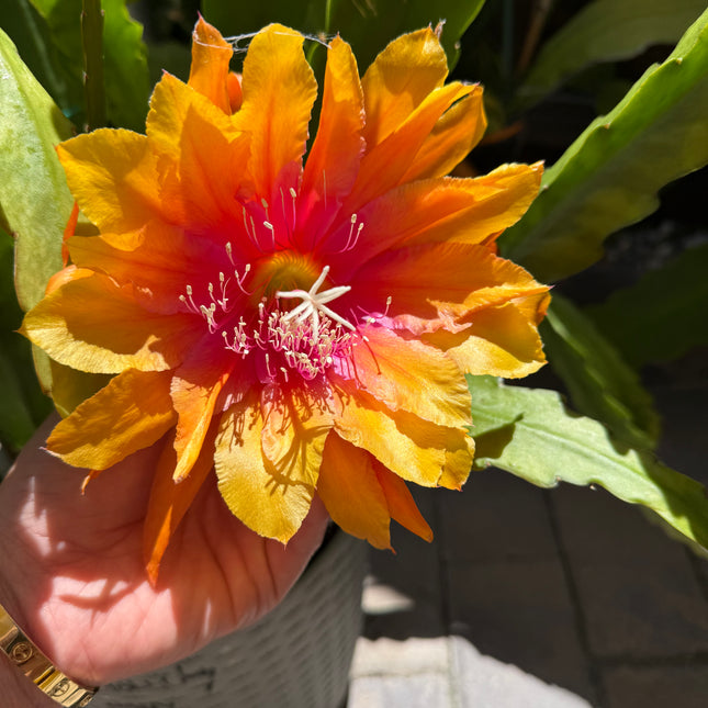 Clarity Happie Hippie rare Epiphyllum live cuttings
