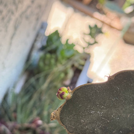 Ocamponis Grilla, Albino, Red and Purple cuttings and rooted plants