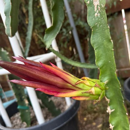 Riona Dragon Fruit live cutting (12")