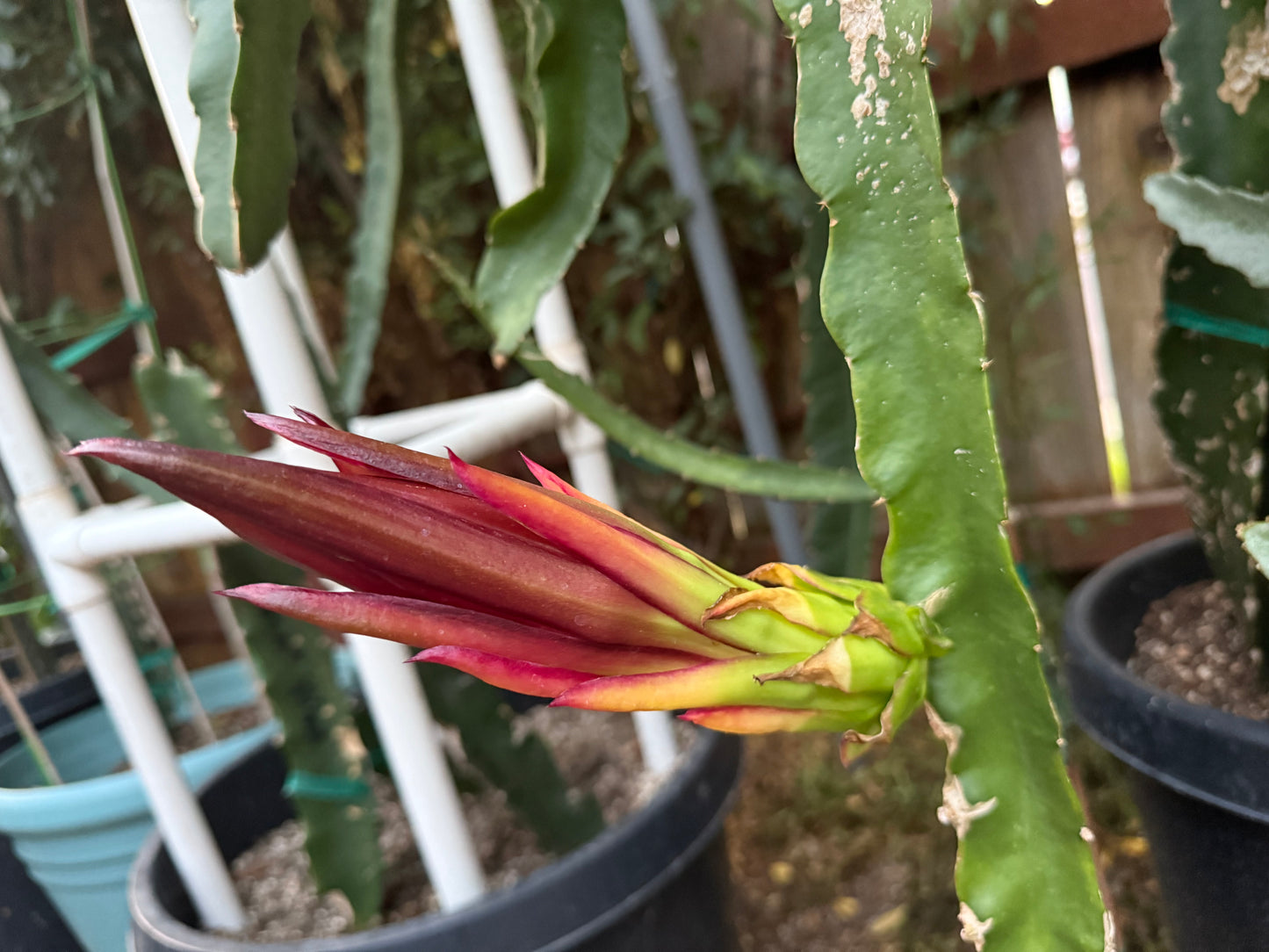 Riona Dragon Fruit live cutting (12")