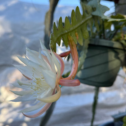 Fishbone cactus (Epiphyllum anguliger) white flower cutting