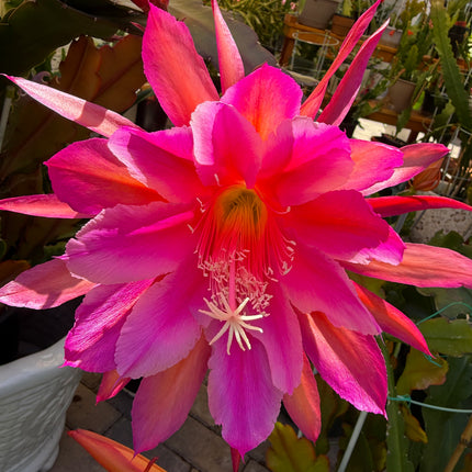 Circus Circus Epiphyllum live cuttings