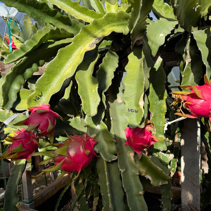 Vietnamese Giant White dragon fruit cutting and rooted plant
