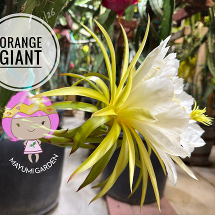 🍊 Orange Giant (Hylocereus hybrid)