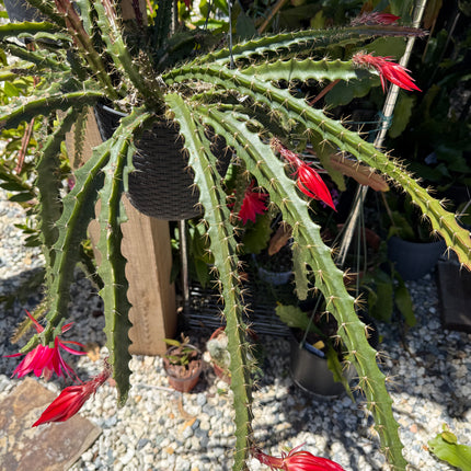 Lucifer Paetz Aporophyllum live cutting