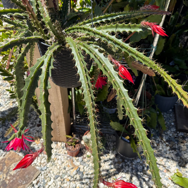 Lucifer Paetz Aporophyllum rooted plant