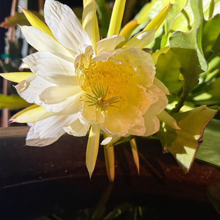 Red Ocamponis Dragon Fruit Cutting