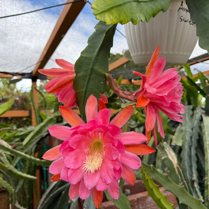American Sweetheart Rare Epiphyllum live cutting