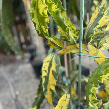 Rare Variegated Undantus Dragon Fruit Cutting