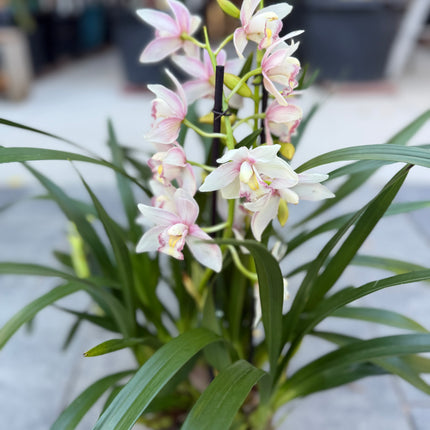 Pink Cymbidium Orchid