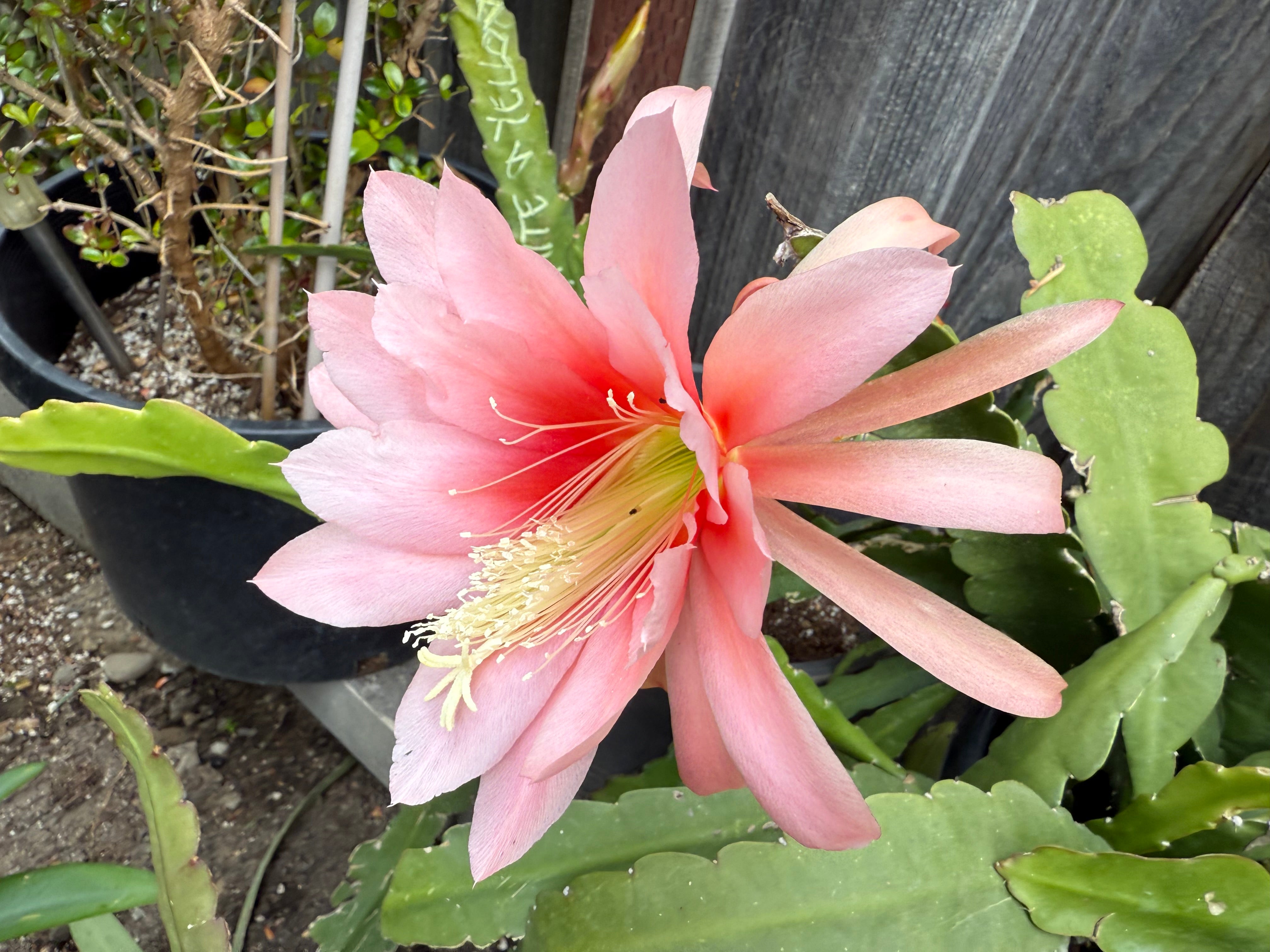 Agatha Epiphyllum live cutting – Mayumi Garden