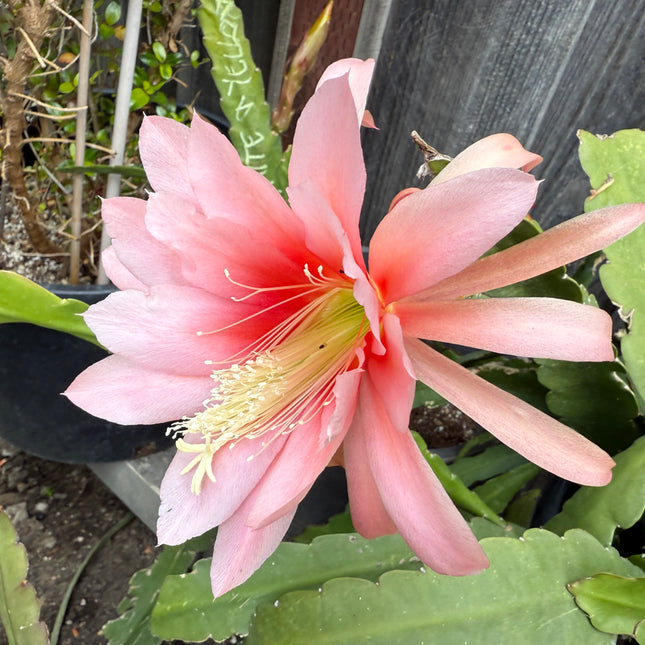 Agatha Epiphyllum live cutting