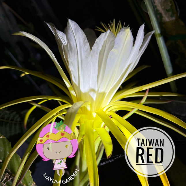 Taiwan Red