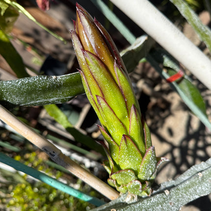 Asunta 6 Dragon Fruit Live Cuttings (12") (Official Asunta 6)