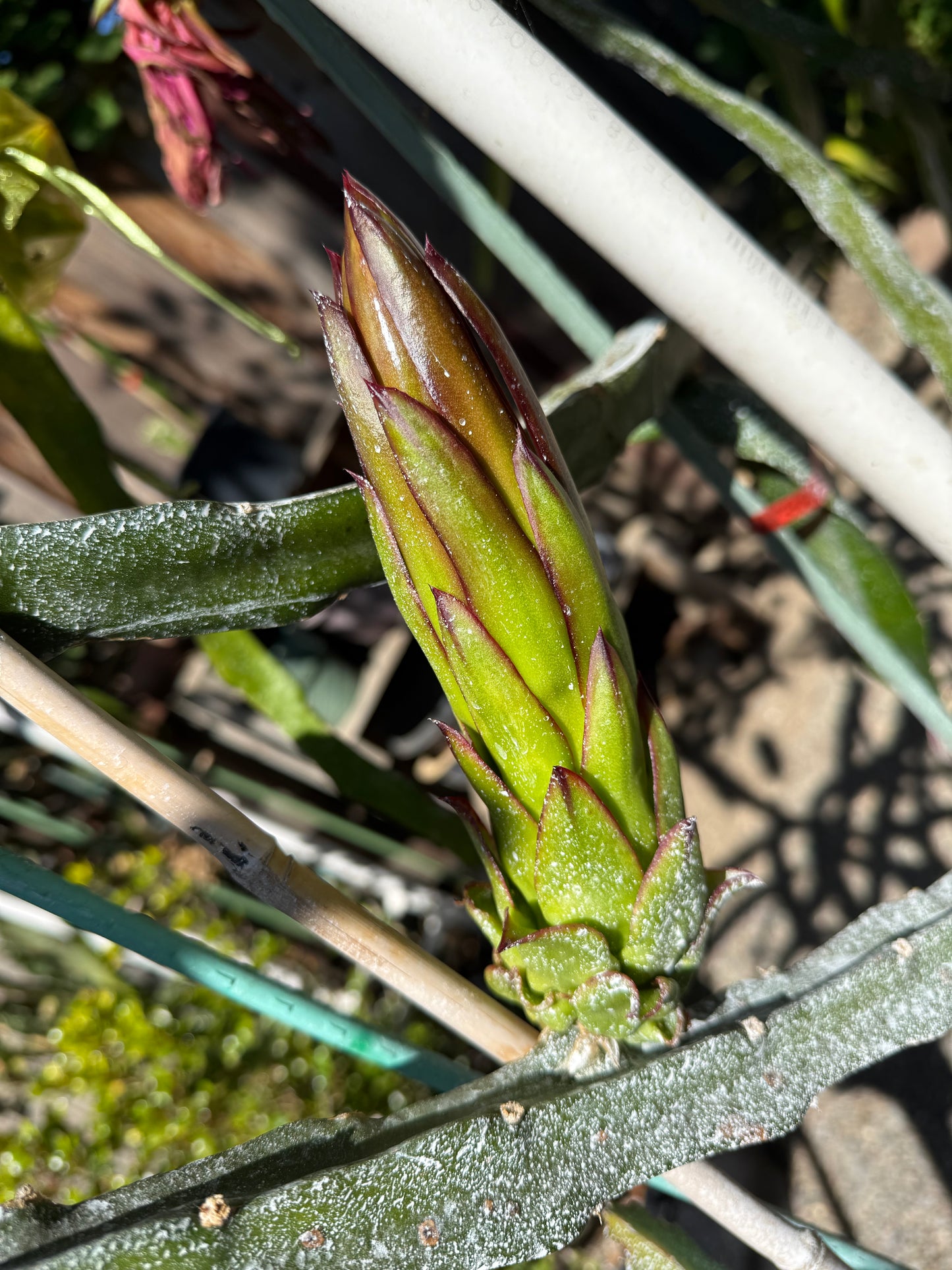 Asunta 6 Dragon Fruit Live Cuttings (12") (Official Asunta 6)