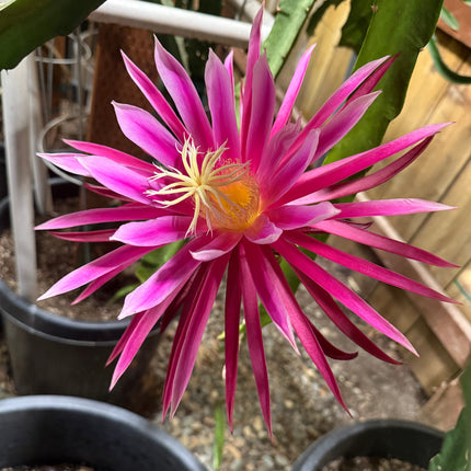 Connie Mayer dragon fruit live cutting (12")