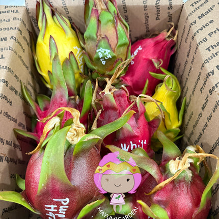 🌈 DFX — Dragon Fruit Experience Box