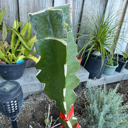 Asunta 7 Aztec Gold (Yellow Skin White Flesh) grafted plant