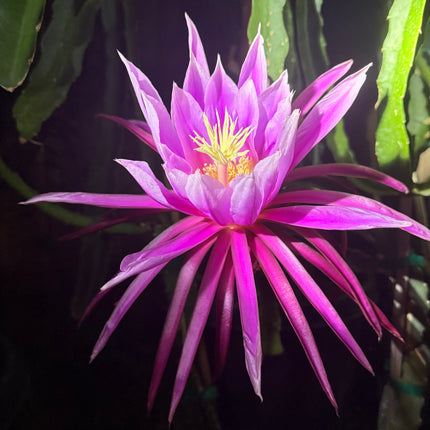 Riona Dragon Fruit live cutting (12")