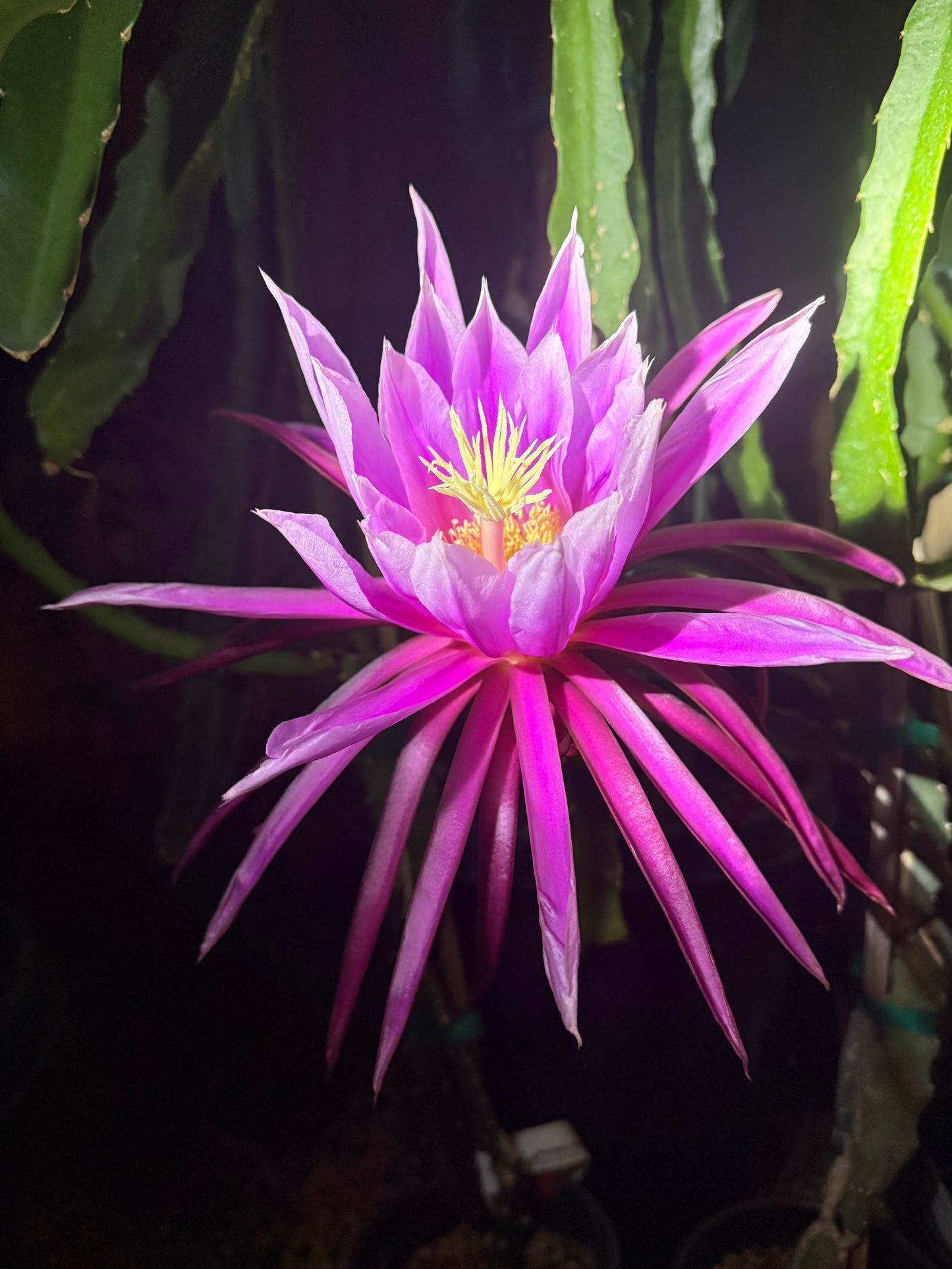 Riona Dragon Fruit live cutting (12")