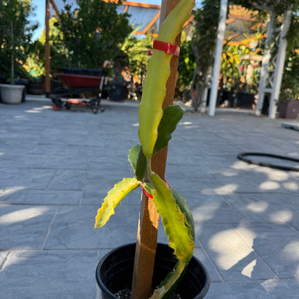 Worth Variegated Dragon Fruit rooted plant