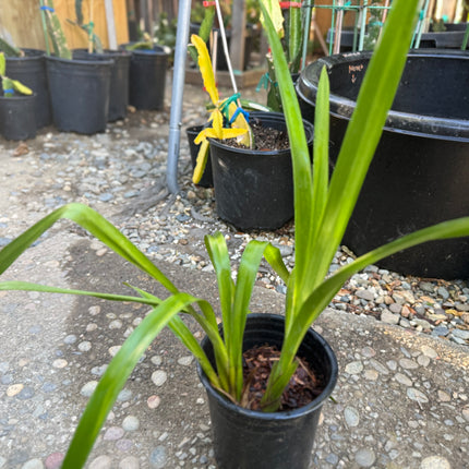 Yellow Cymbidium (Yellow Boat Orchid) live plant
