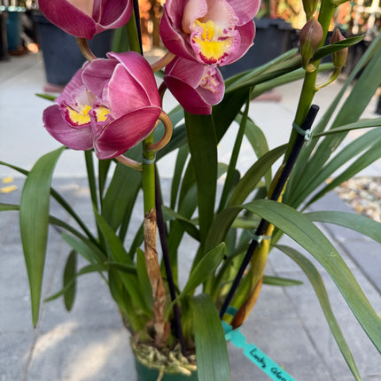 Cymbidium Lucky Gloria