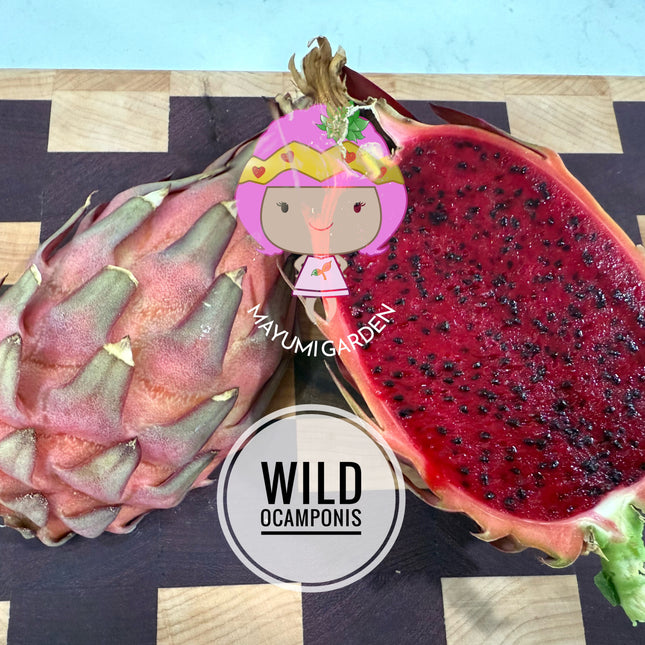 Wild Ocamponis