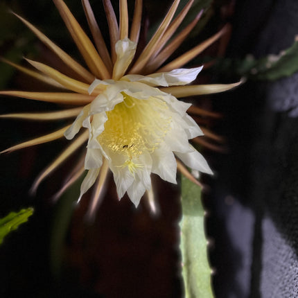 Black Dragon and Black Afrikanis dragon fruit live cutting 12”