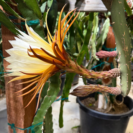 Black Dragon and Black Afrikanis dragon fruit live cutting 12”