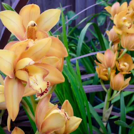 Cymbidium Foxfire Amber ‘Dural’ (Orange Boat Orchid) live plant