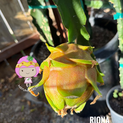 Riona Dragon Fruit live cutting (12")
