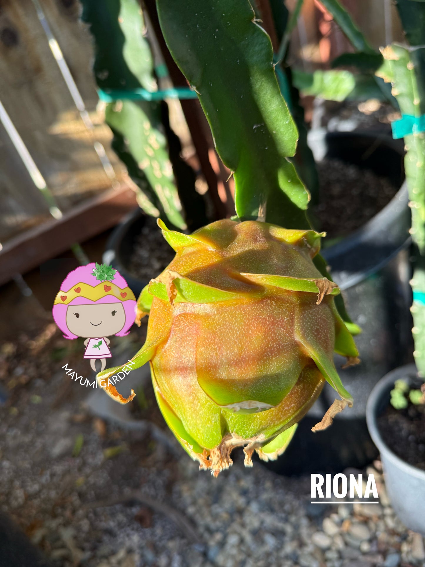 Riona Dragon Fruit live cutting (12")