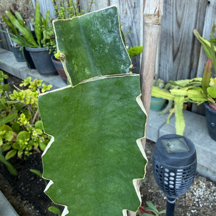 Asunta 7 Aztec Gold (Yellow Skin White Flesh) grafted plant
