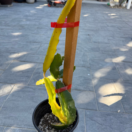 Worth Variegated Dragon Fruit rooted plant