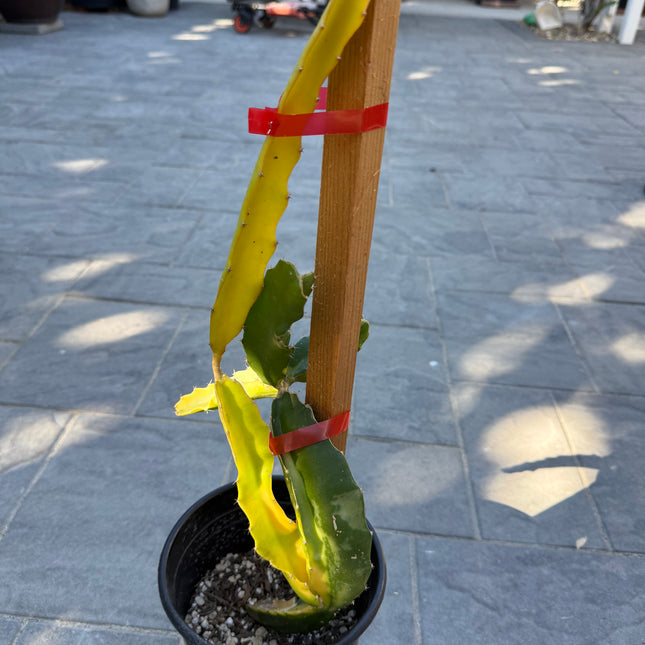 Worth Variegated Dragon Fruit rooted plant