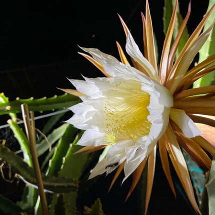 Black Dragon and Black Afrikanis dragon fruit live cutting 12”