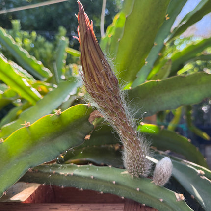 Princess of the Night cactus live cuttings (12”)
