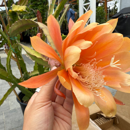 King Midas Epiphyllum live cutting