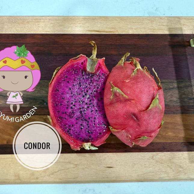 Condor Dragon Fruit Live cutting (12”)