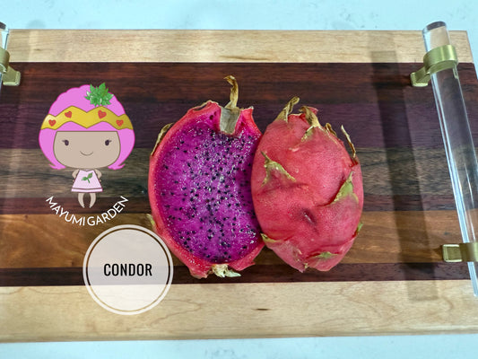 Condor Dragon Fruit Live cutting (12”)