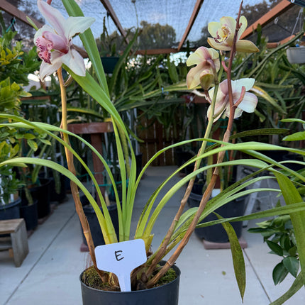 Cymbidium Sale