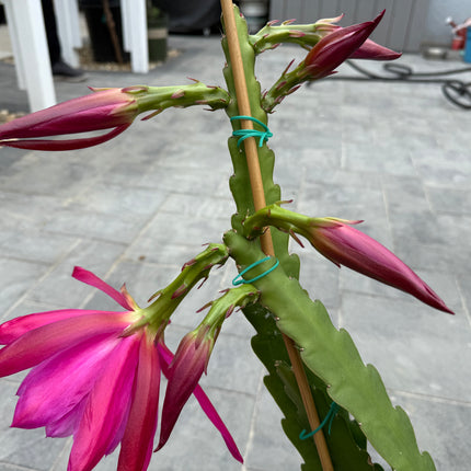 Moonlight Sonata Epiphyllum live cutting (rare)