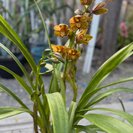 Rare Cymbidium Pedro H hybrid Orchid (boat orchid) live plant